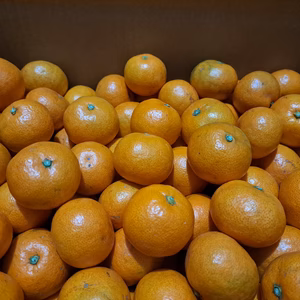 ☆尾崎温州☆中生みかん☆南紀☆御浜町阿田和☆