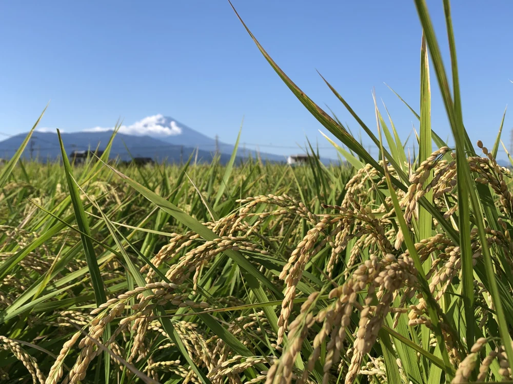 お米】令和5年産ヒノヒカリ小規模農家ならでは！大切に育てました｜米