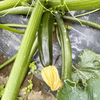 ズッキーニ2色 農薬・化学肥料不使用