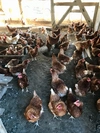 河内山養鶏場の卵（Mサイズ80個）