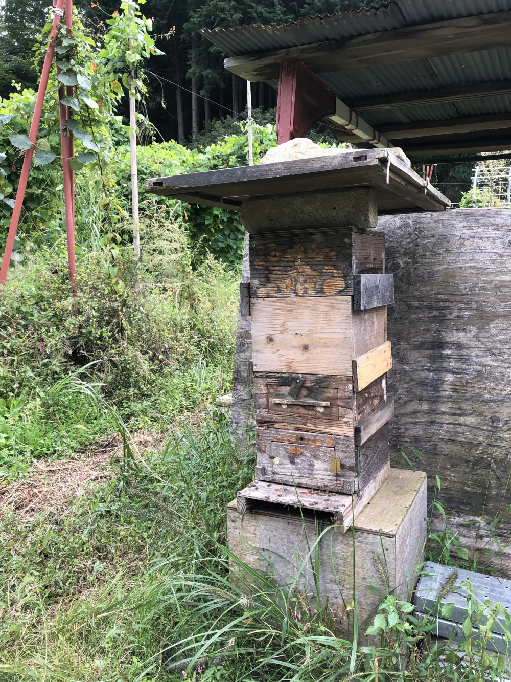 山梨県産・日本ミツバチの蜂蜜