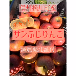 信州松川町産　サンふじりんご　家庭用