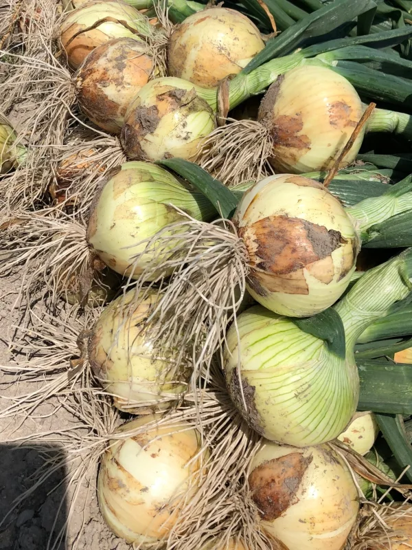 すごくあま〜い』あま〜くて水々しい淡路島産新玉ねぎ ｜野菜の商品