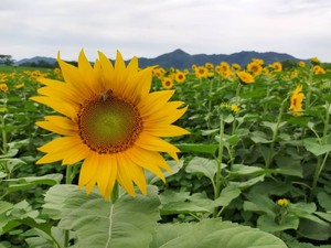 認定農業法人空海の郷 古川 真さんへのみんなの投稿 農家漁師から産地直送の通販 ポケットマルシェ