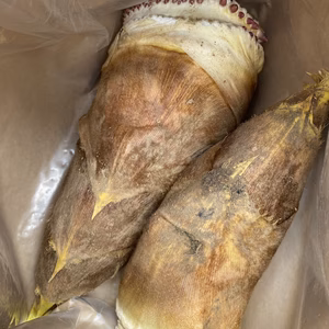 愛媛県産お腹いっぱい朝採りタケノコ三キロ前後