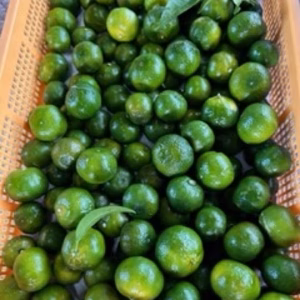 福岡県産シークワーサー500gと福岡県産希少ライム4個入り‼️