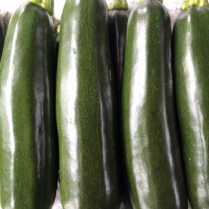 農薬、化学肥料不使用ズッキーニ緑！（1.8キロ）