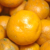 訳あり【農薬不使用】無農薬有田みかん『関東・甲信越・九州』地域向け