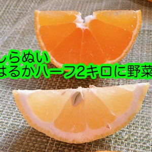 収穫中アバウト箱1500円新玉ねぎブロッコリー柑橘はるか訳ｱﾘ不知火MIX2k