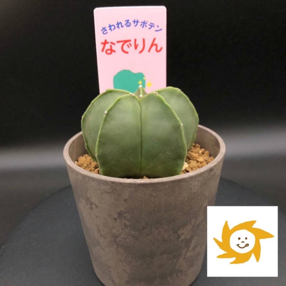 ❀そるまるす❀荒天・猛暑日は植物発送不可専用4種 ❀そるまるす❀荒天・猛暑日は植物発送不可専用4種 ❀