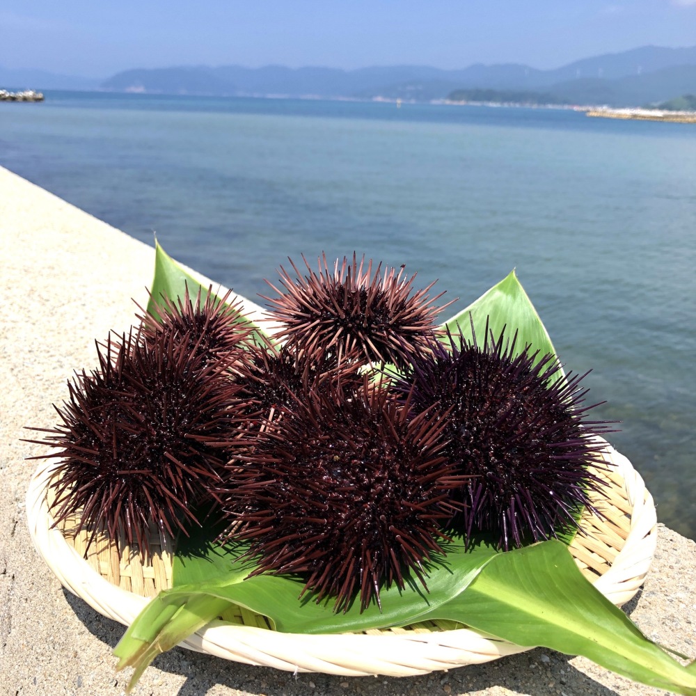 まもなく終了 幻のウニ 赤うに 生でどうぞ 農家漁師から産地直送の通販 ポケットマルシェ