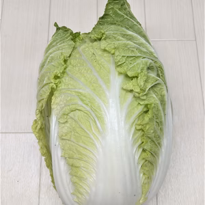 ちょっぴり訳あり白菜　農薬不使用（無農薬）栽培