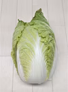 ちょっぴり訳あり白菜　農薬不使用（無農薬）栽培