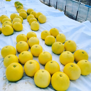 家庭用　熊本県産晩白柚　4個入り　12月中旬より順次発送