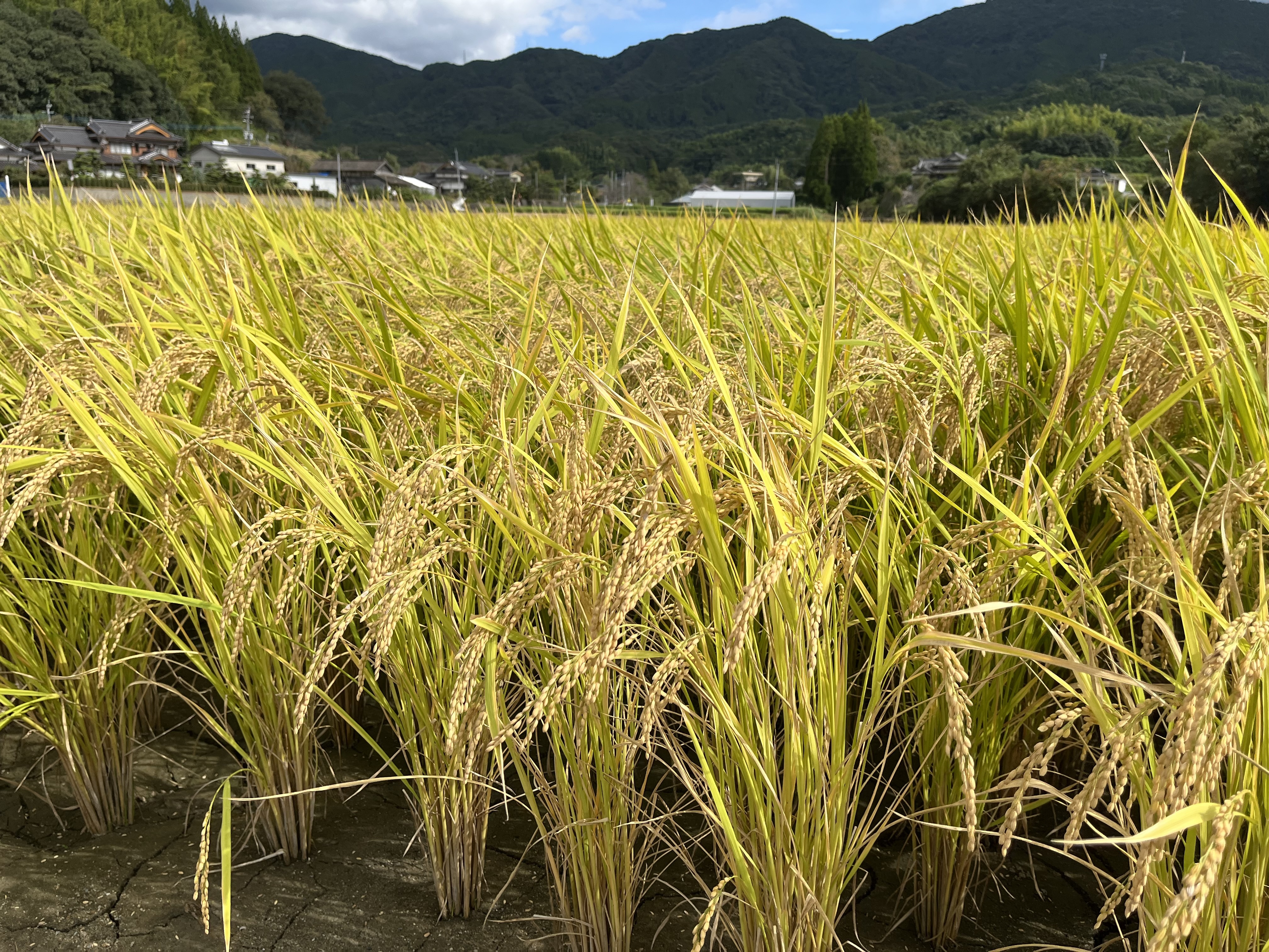 米・穀類の産直通販・お取り寄せ商品｜ポケットマルシェ｜産地