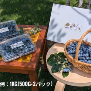 【創業100年果樹園】土づくりからこだわった自然の恵み　農薬不使用のブルーベリー