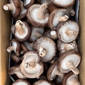 【訳あり】北海道産生しいたけ～格別な風味の椎茸で贅沢な時間を～(お買得品)