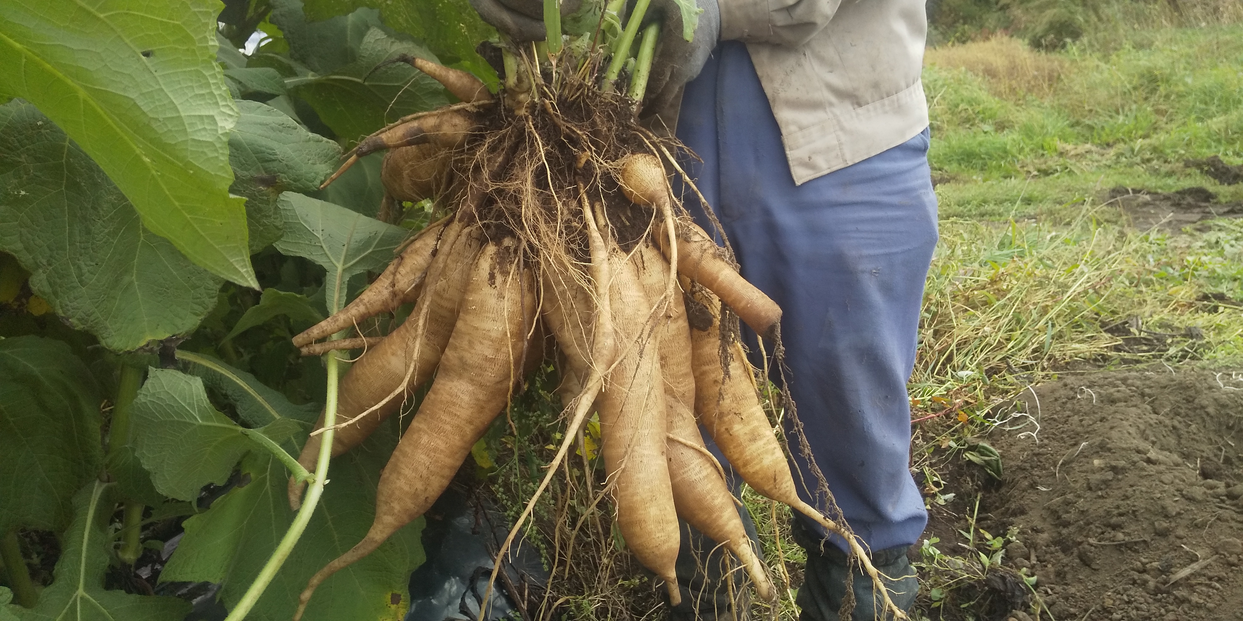 北海道豪雪ヤーコン 農家漁師から産地直送の通販 ポケットマルシェ