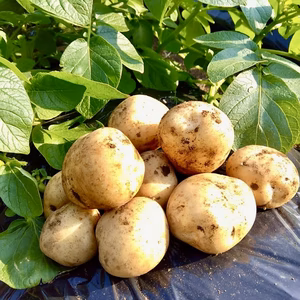 【掘りたて】種子島産 新じゃがいも ニシユタカ｜aimo農園