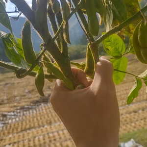 秋の味覚セット