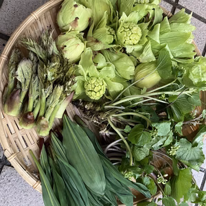 タラの芽・行者ニンニク・花ワサビ・ふきのとう　セット