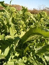 農薬化学肥料不使用のチーマディラーパ（西洋ナバナ）