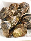 バーベキューにオススメ❗️佐伯産❗️天然岩牡蠣