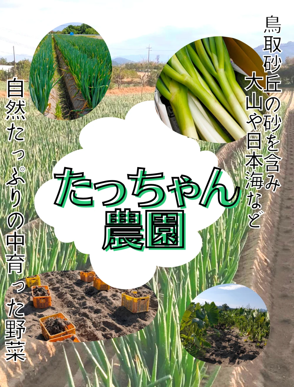 鳥取県産】むかご 1〜2cm程度 5kg 500g×10袋 ムカゴ 長芋｜野菜の商品