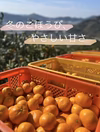  【ご家庭用】冬の定番、大人気！有田みかん！