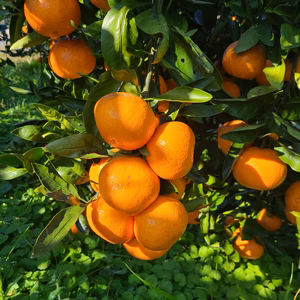 有機JAS認定　愛媛みかん『しまなみ潮風みかん』　オーガニック　【家庭用】