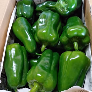 宮古島産　ピーマン