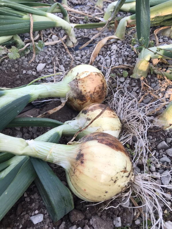 愛知発！　今が旬の新タマネギ