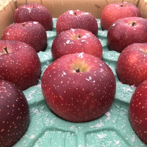 青森りんご　千雪(ちゆき)　贈答用　5キロ　果肉が変色しにくいレア品種。　