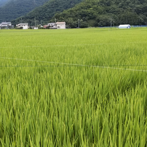 天日干しで甘味が凝縮！やまたか農園の｢コシヒカリ｣！