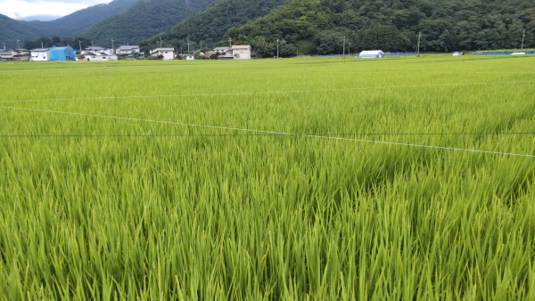 天日干しで甘味が凝縮！やまたか農園の｢コシヒカリ｣！