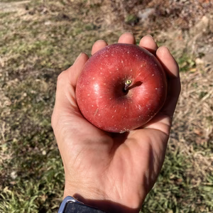 小玉サンふじりんご　ネオニコチノイド系農薬不使用　信州の環境にやさしい農作物認証