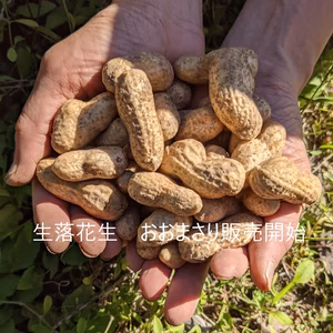 残りわずか！ホクホク生落花生　採れたて発送！無農薬栽培「おおまさり」レシピ付き