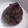日向灘細島獲れ天然ギンタカハマ（広瀬貝）