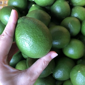 “食べるレモン” 爽やかグリーンマイヤーレモン【1kg】