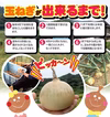 淡路島玉ねぎ5kg M〜Lサイズ混合