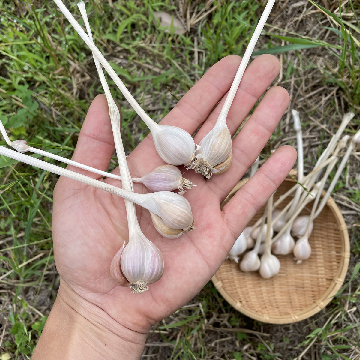無農薬　島ニンニクML５キロ/沖永良部島産/除草剤不使用ナマにんにく 無農薬 島ニンニク1キロ✖️5/沖永良部島産/除草剤不使用ナマ