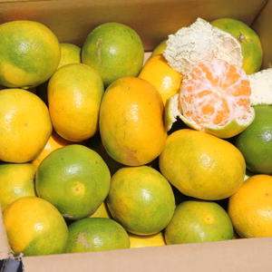 極早生ミカン！！　2.5kg　お試し食べ切りサイズ！