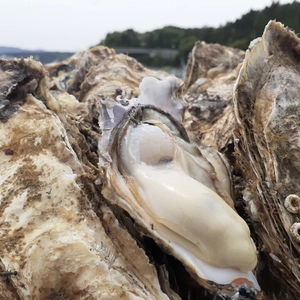 東北有数生牡蠣の名産地　 生食可　南三陸志津川産　牡蠣8kg（kg/6〜9個）