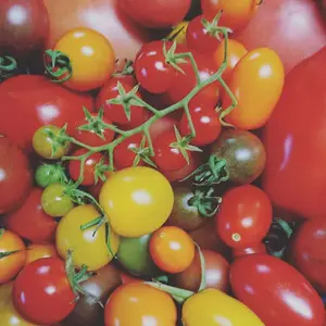 一瞬一旬お野菜セット あっつすぎる夏ぅ　トマト色々