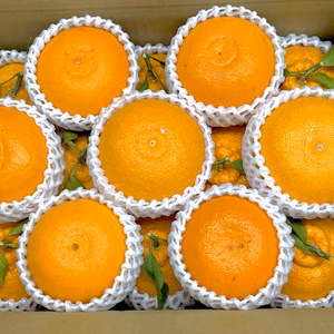 旬の柑橘詰め合わせセット