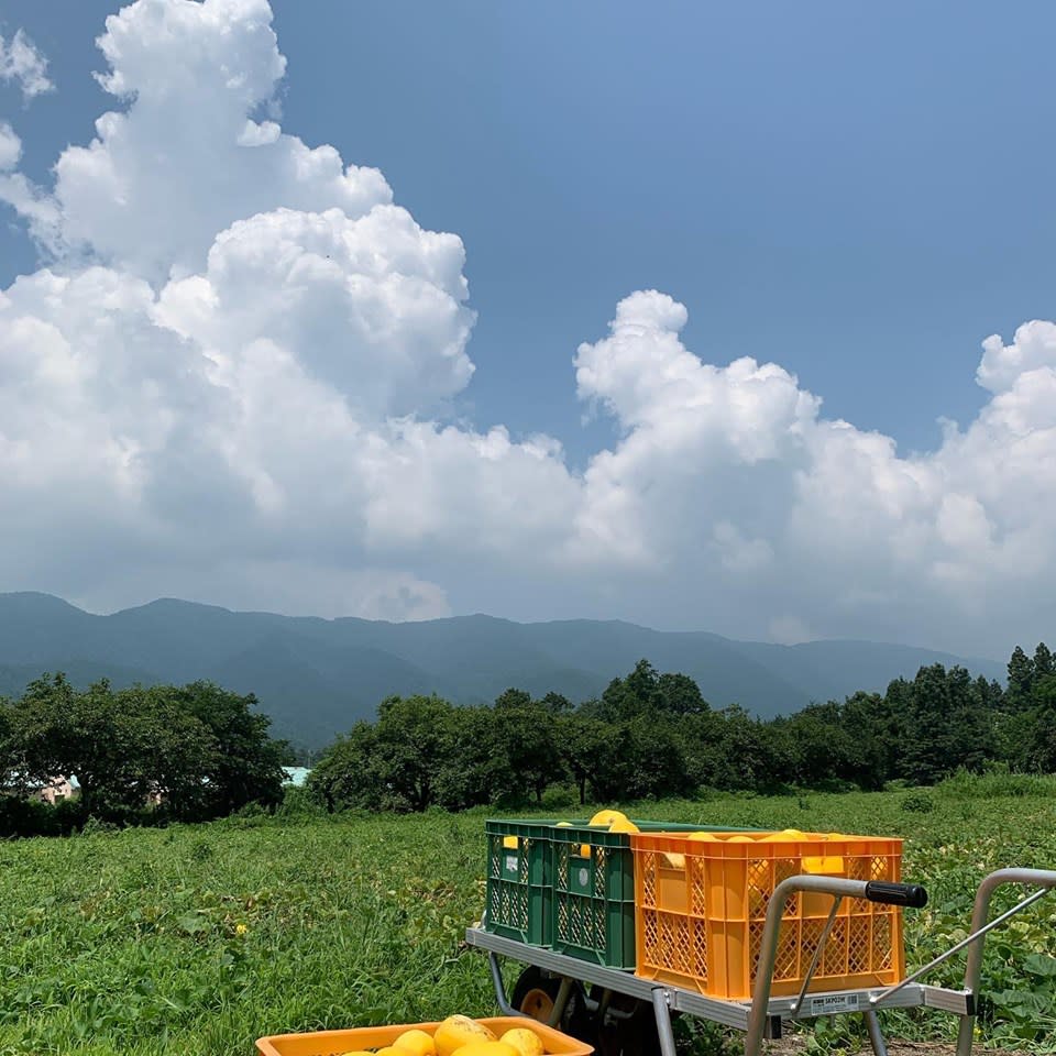 7月中旬発送 農家直送 近江伝統野菜 無農薬まくわうり 5kgセット 農家漁師から産地直送の通販 ポケットマルシェ