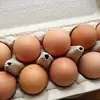 【11/24火曜出荷】熊本わいわいファーム　平飼い自然卵　1箱30個　