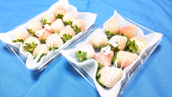 希少な白いちご「ゆきざくら」（ホワイトスター）約２６０g×２パック