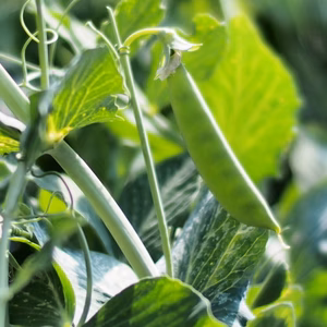 今からが旬★佐見のスナップエンドウ