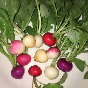 映えてるサラダに  カラフルラディッシュ 4パック